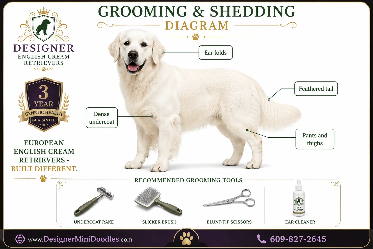 english cream golden retriever puppies Tampa