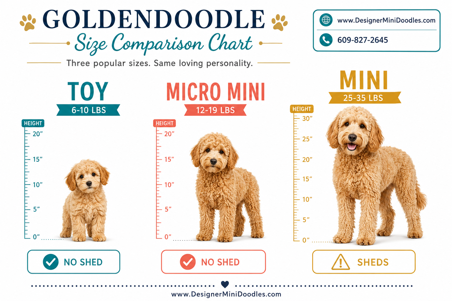 micro goldendoodle breeders Valdosta