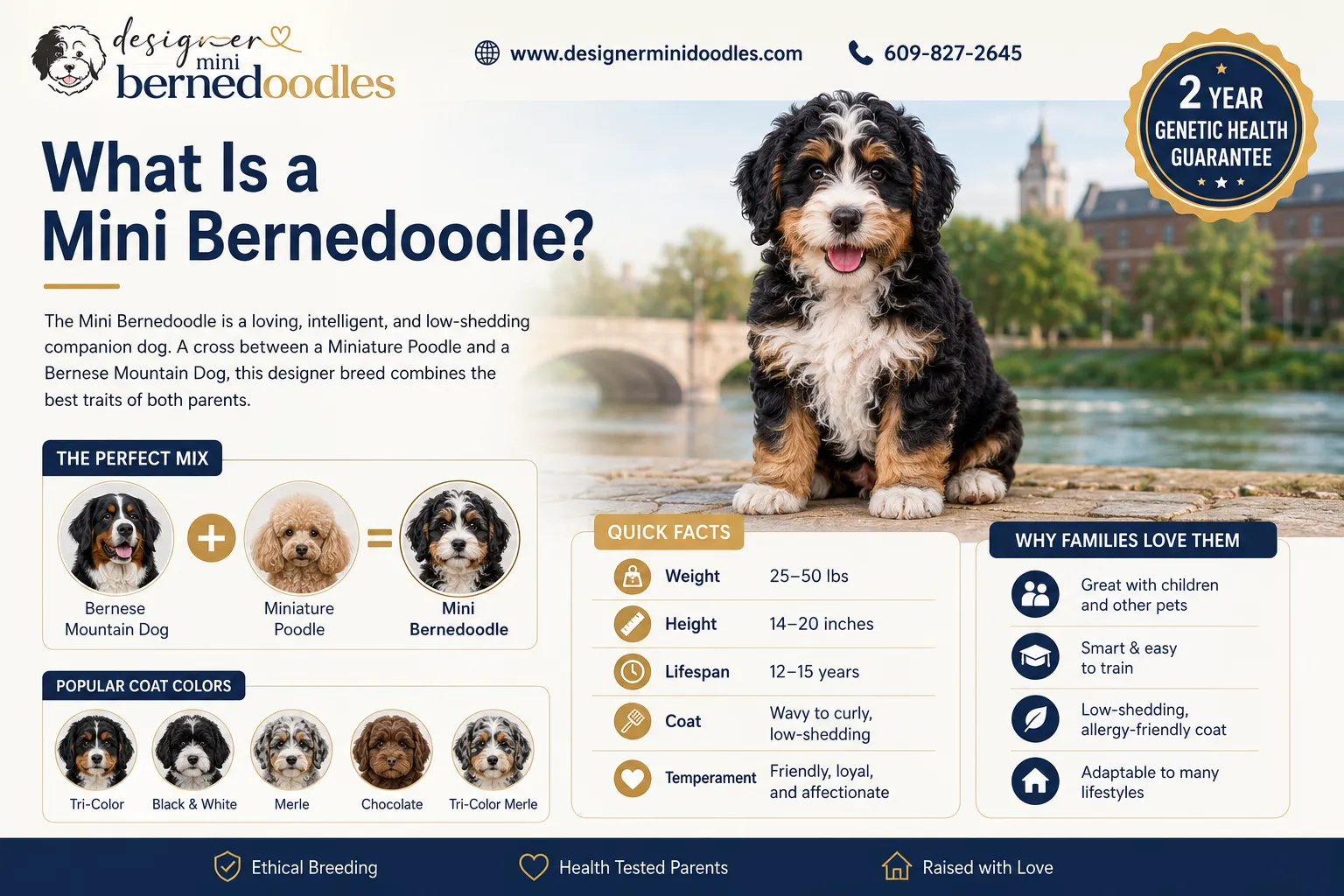 Mini Bernedoodle Naperville Illinois