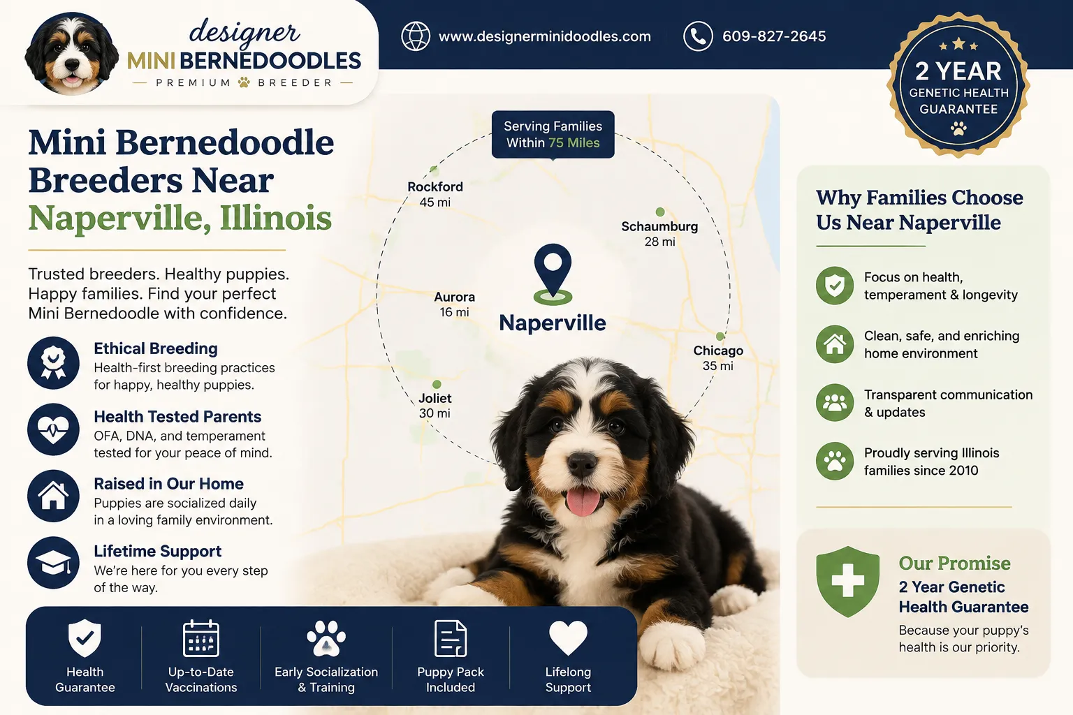 Mini Bernedoodle Naperville Illinois