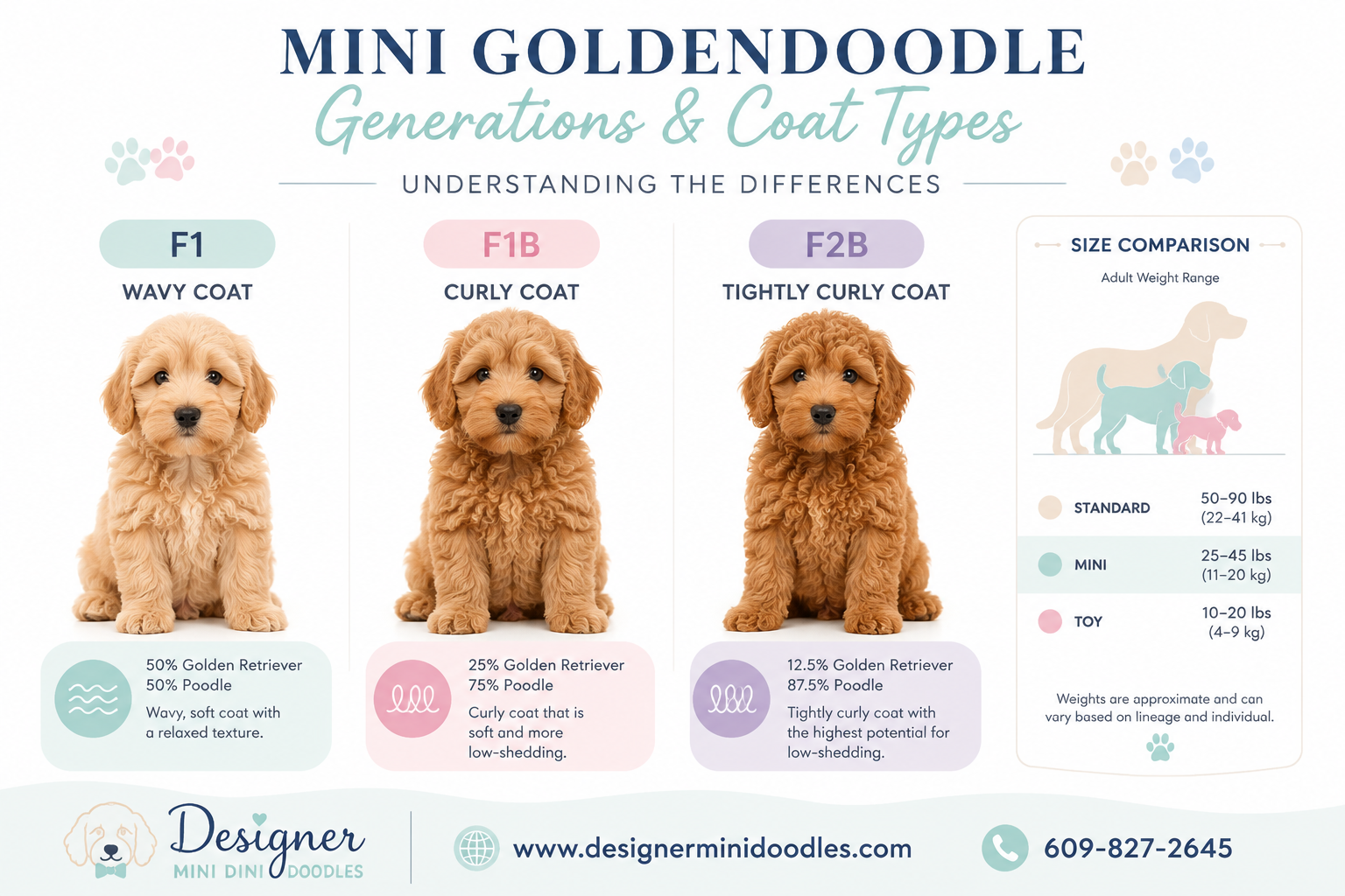 What's the Difference Between F1 and F1B Mini Goldendoodle Generations?