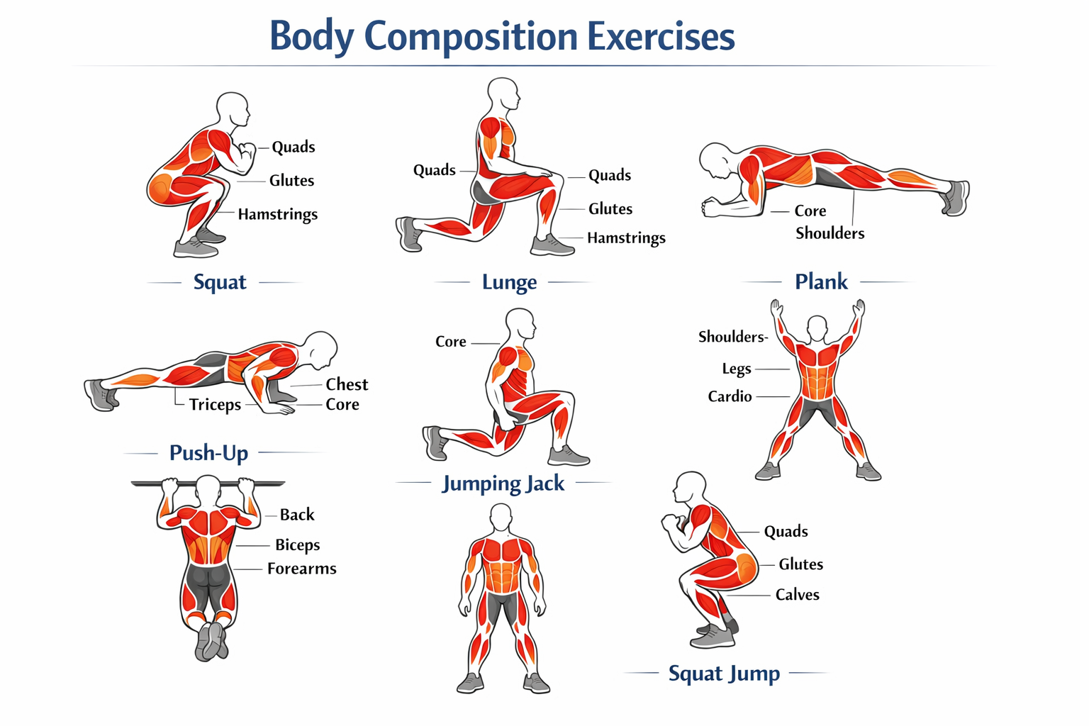 Detailed anatomical infographic showing the 7 body composition exercises with muscle groups highlighted in red/orange on a
