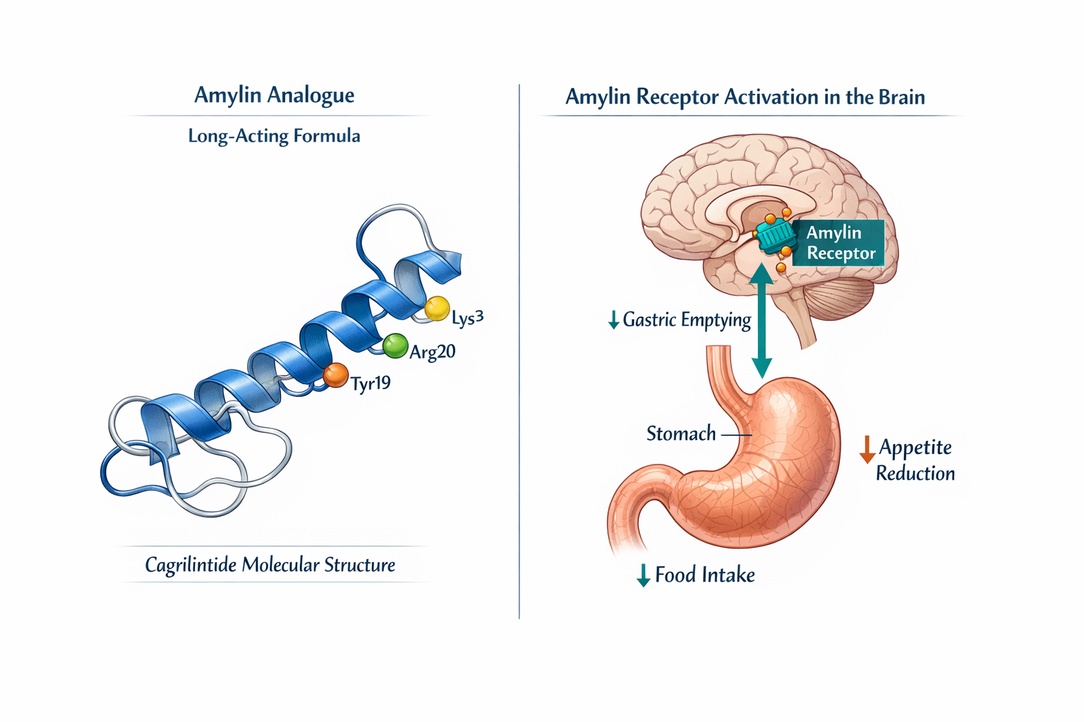 Detailed scientific illustration (1536x1024) showing cagrilintide molecular structure with labeled amylin receptor activation pathway in the