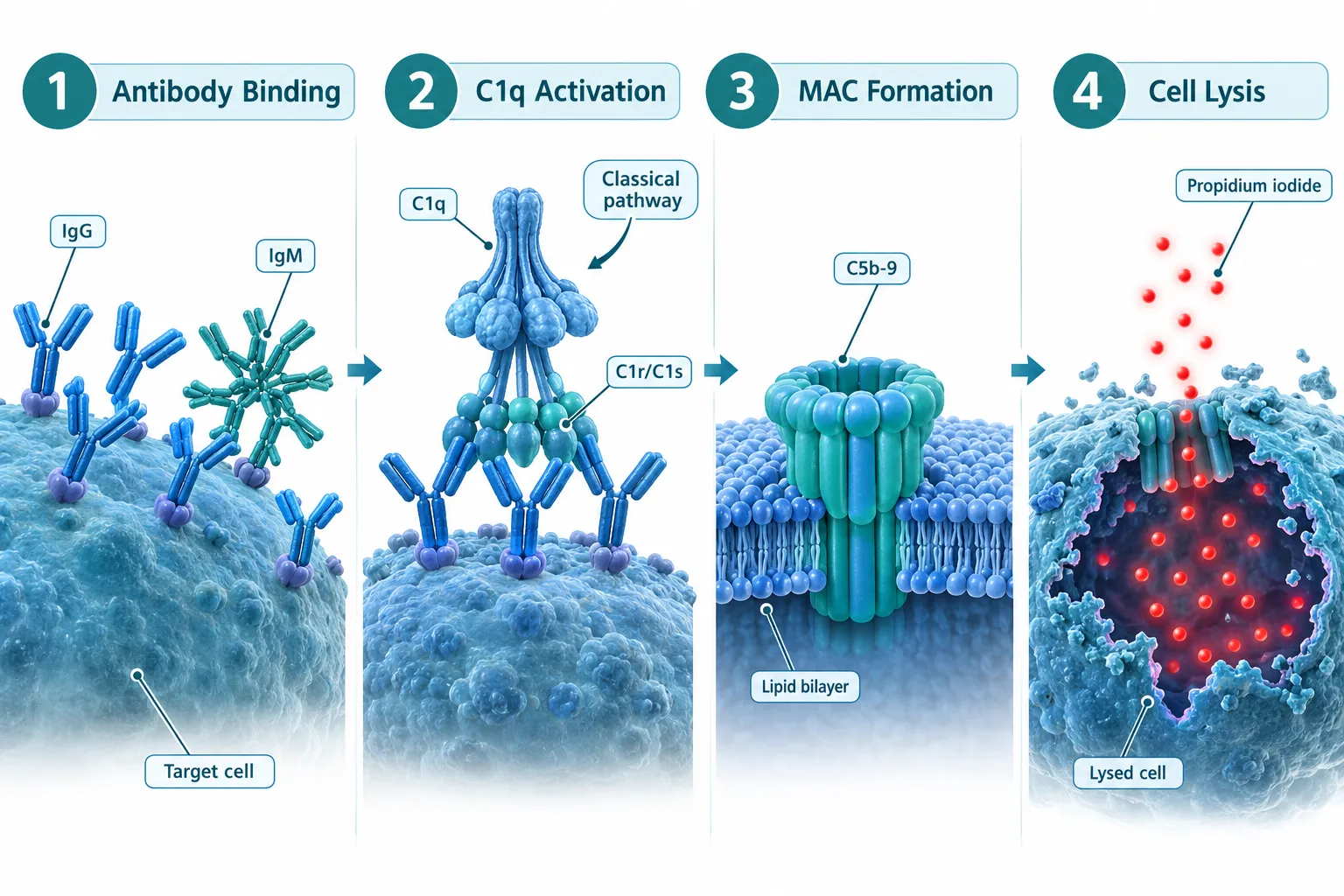 What Is Complement-Dependent Cytotoxicity and Why It Matters for Peptide Research