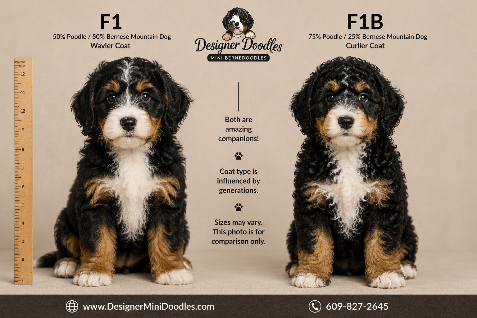 Differences Between F1 and F1B Mini Bernedoodle Generations