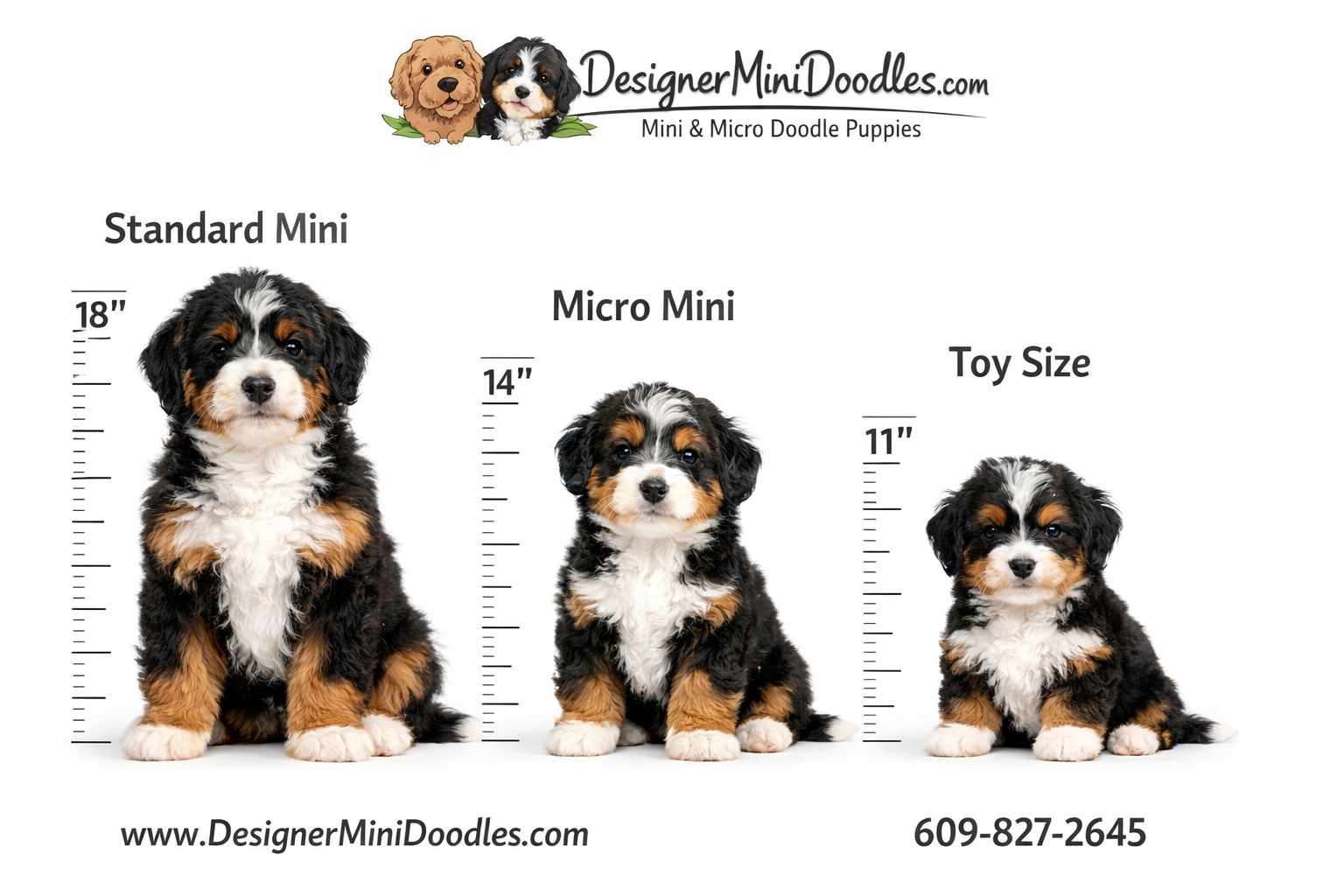 Mini Bernedoodles Florida