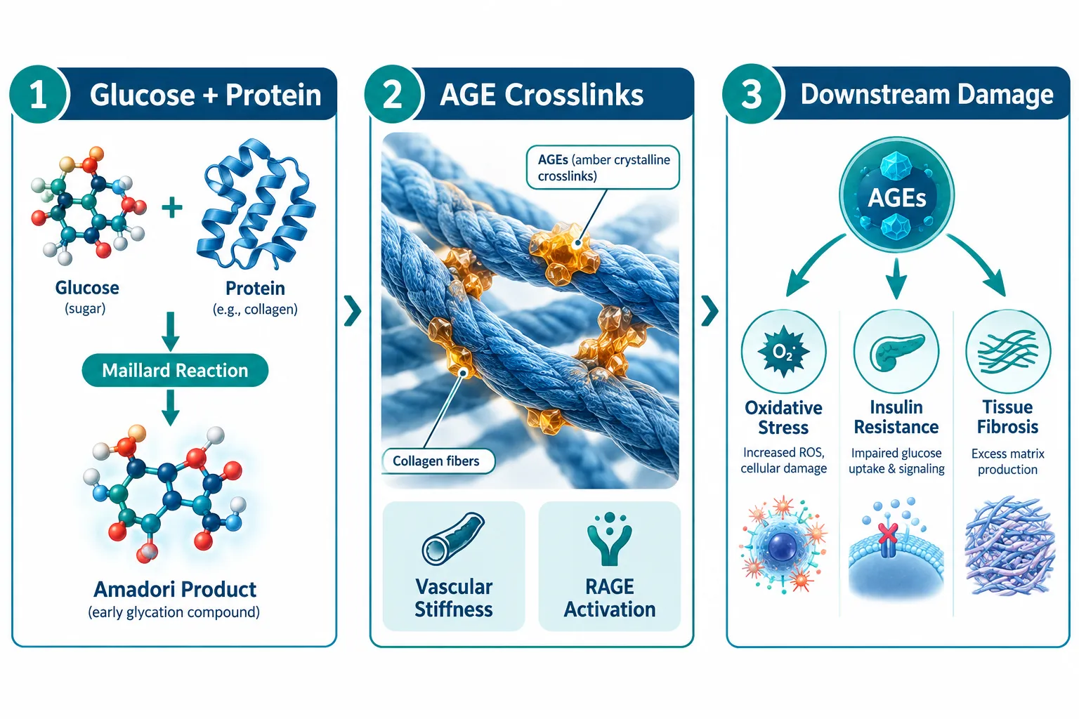What Are Advanced Glycation End-Products and Why Do They Matter in Metabolic Research