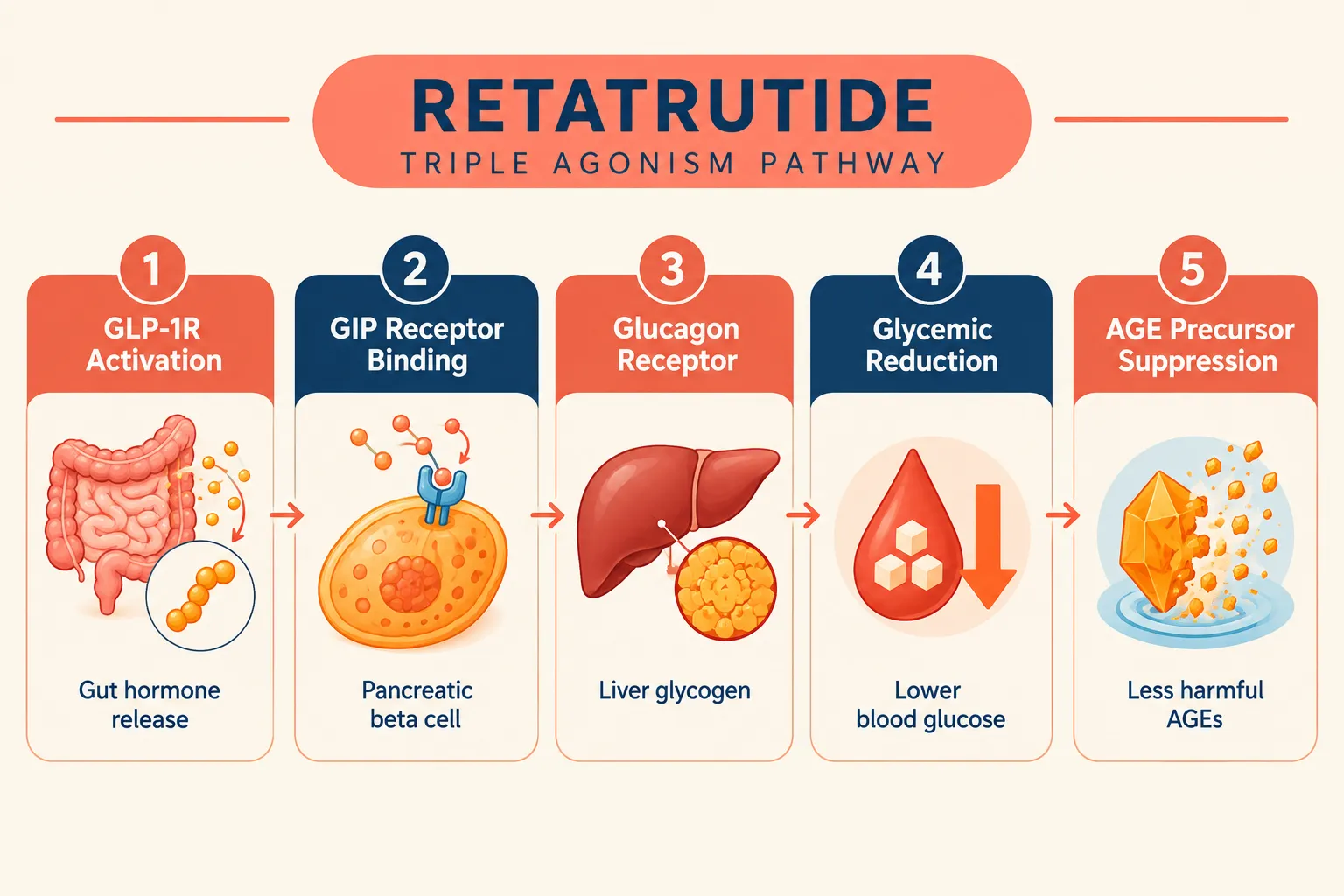 How GLP-3 Retatrutide Fits Into Advanced Glycation End-Products and Metabolic Peptides Research