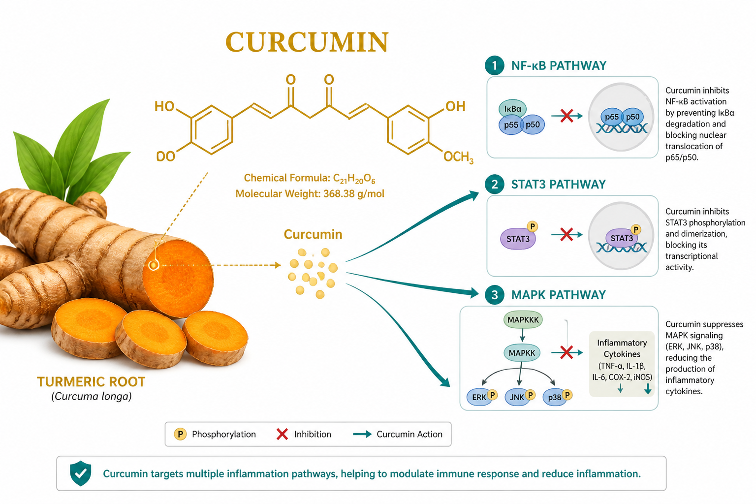 () scientific illustration showing curcumin molecular structure diagram overlaid on a cross-section of turmeric root, with
