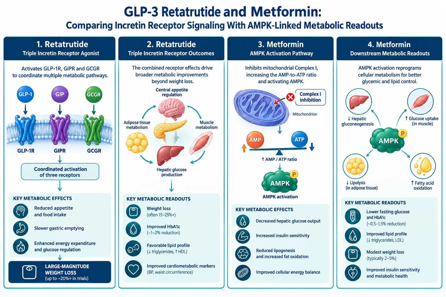 How Retatrutide Engages Three Incretin Receptors Simultaneously