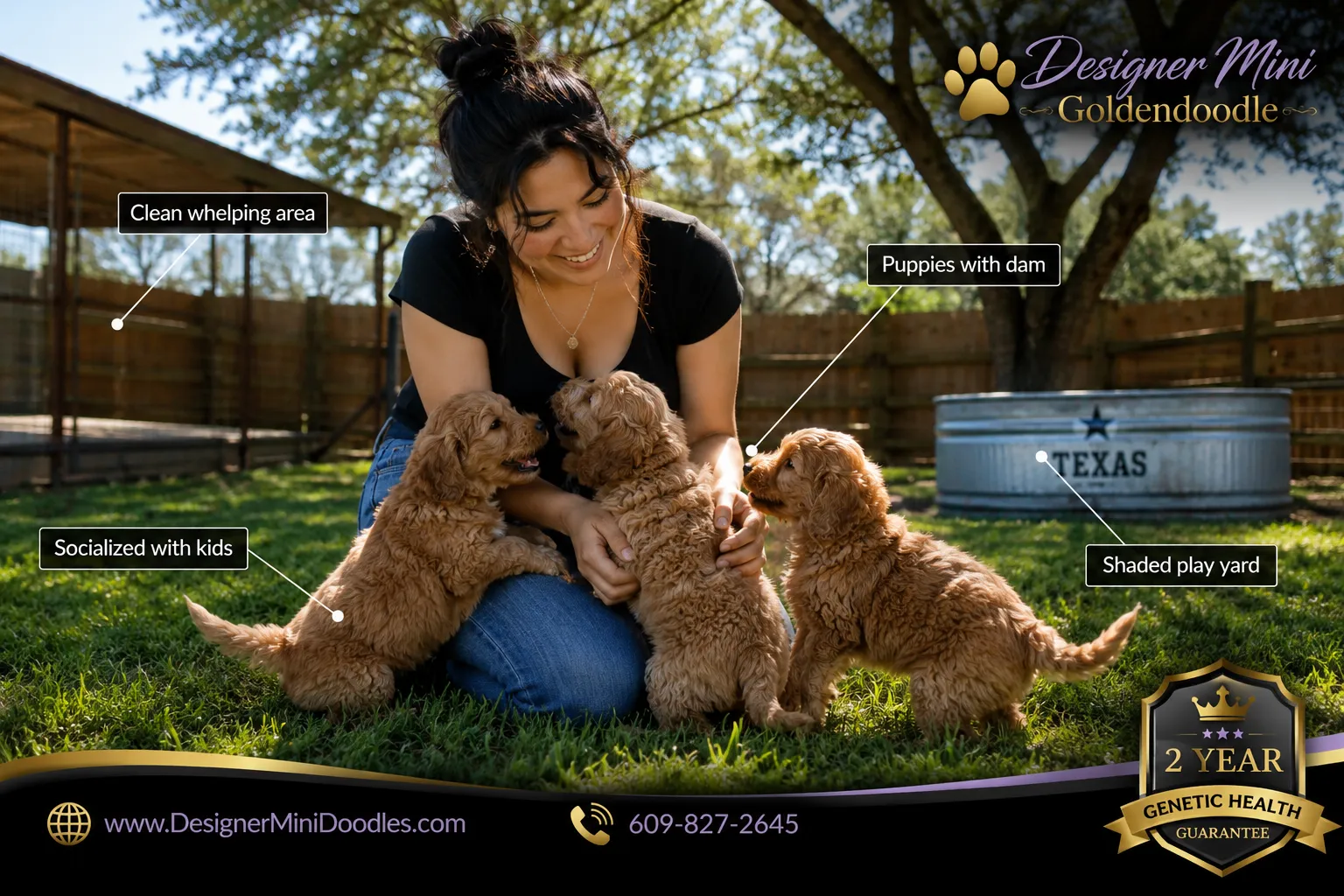 mini goldendoodle breeders San Antonio