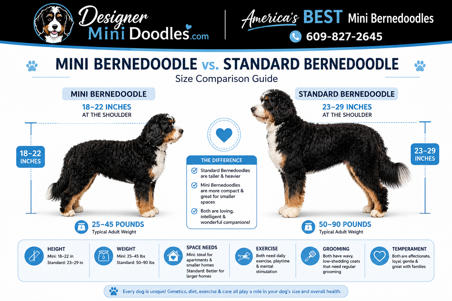 mini bernedoodle puppies in Orlando