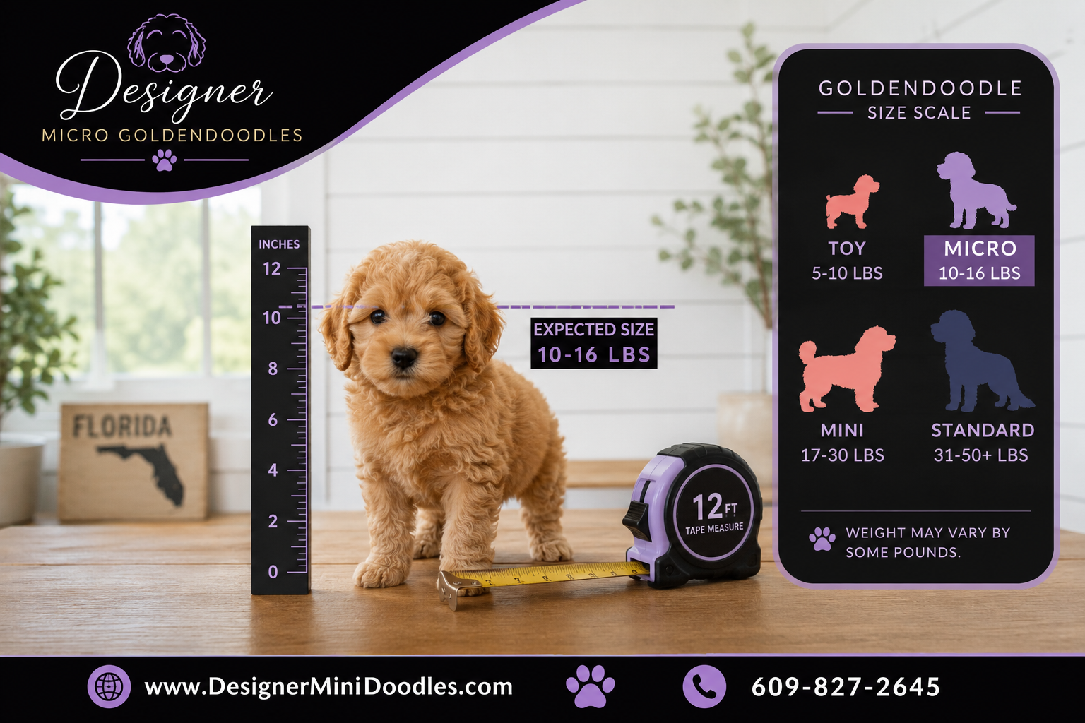 micro goldendoodle breeders Cape Coral