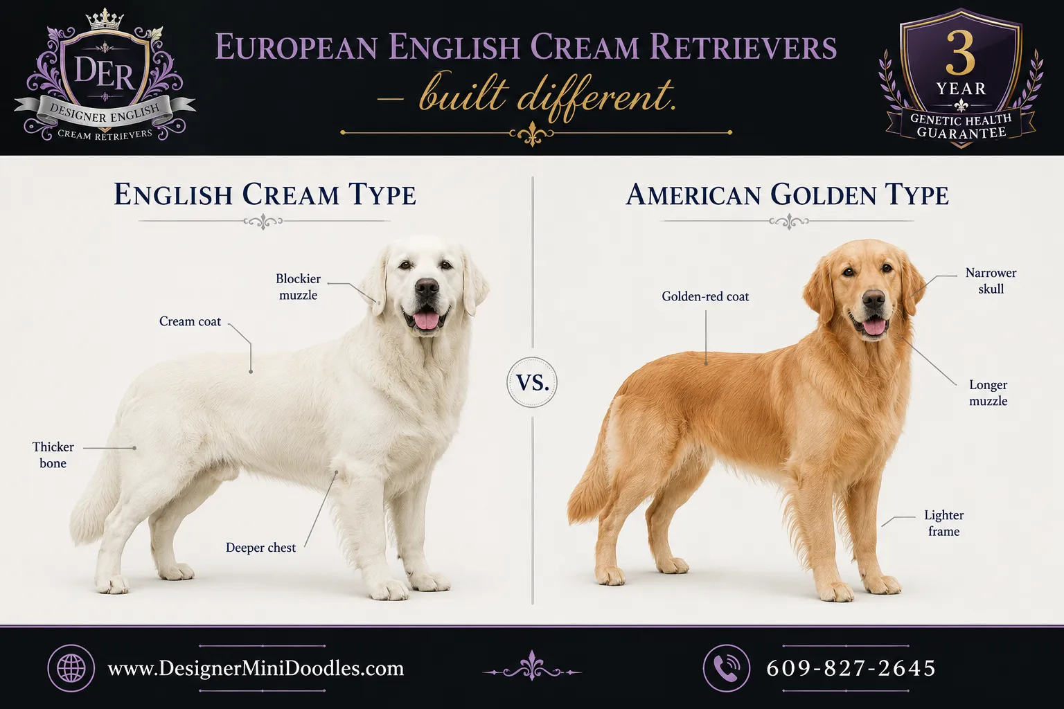 english cream golden retriever puppies Orlando