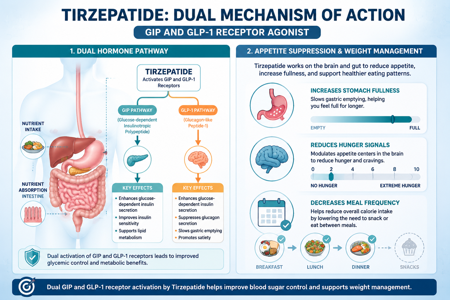 Detailed () educational diagram showing the dual mechanism of action of Tirzepatide as a GIP and GLP-1 receptor agonist.