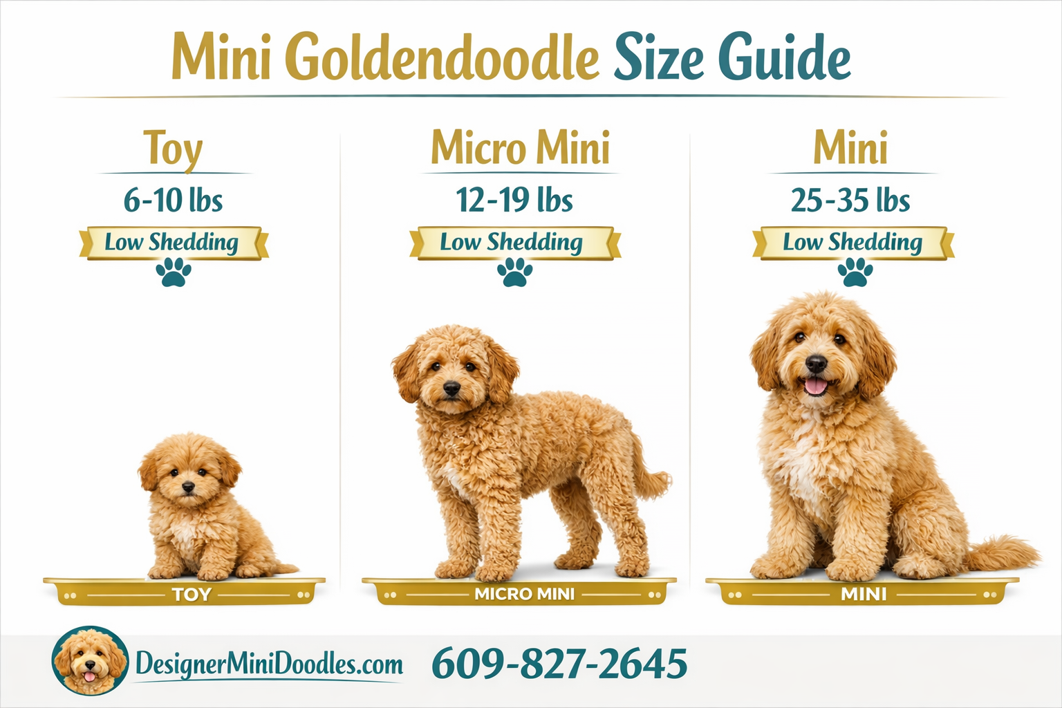 Detailed () image of a professional veterinary-style infographic showing three goldendoodle size categories side by side: