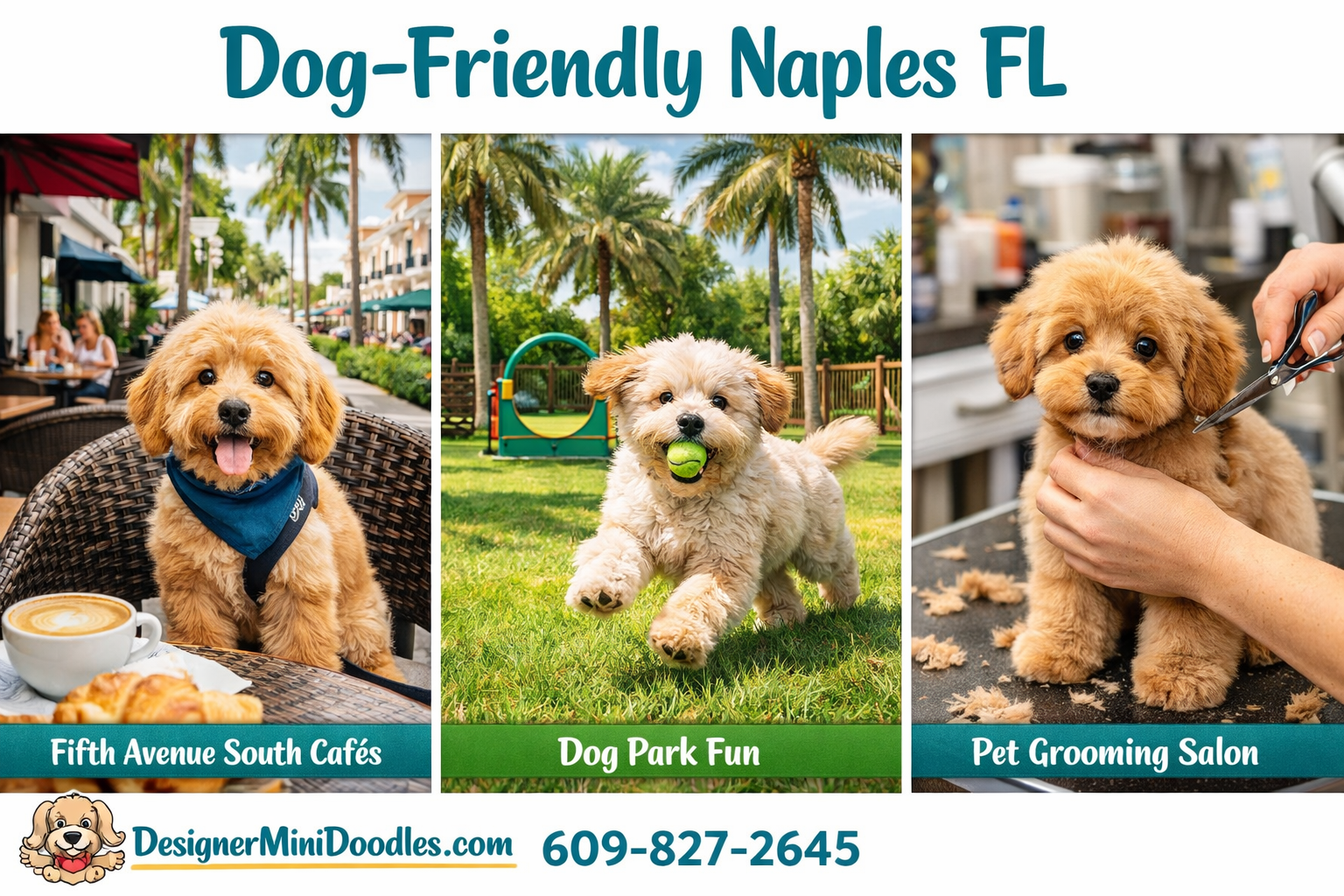 Detailed () split-image collage showing Naples Florida dog-friendly locations: left panel shows a mini goldendoodle at an