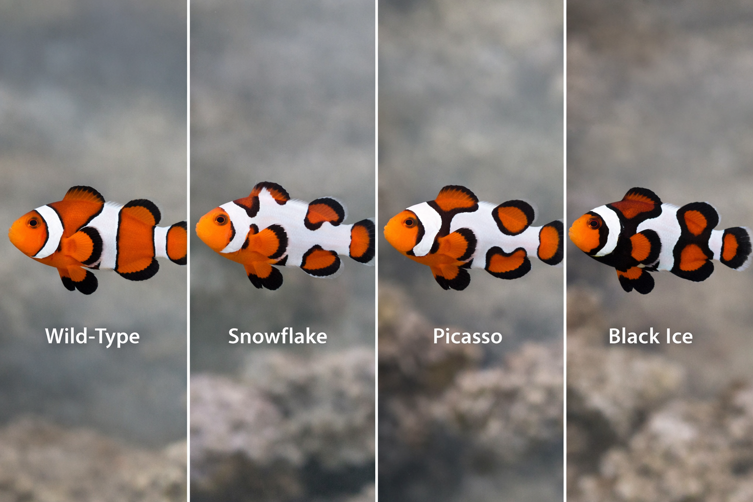 Split-screen comparison photograph showing wild-type Ocellaris clownfish alongside designer morphs including Snowflake, Picasso, and Black I