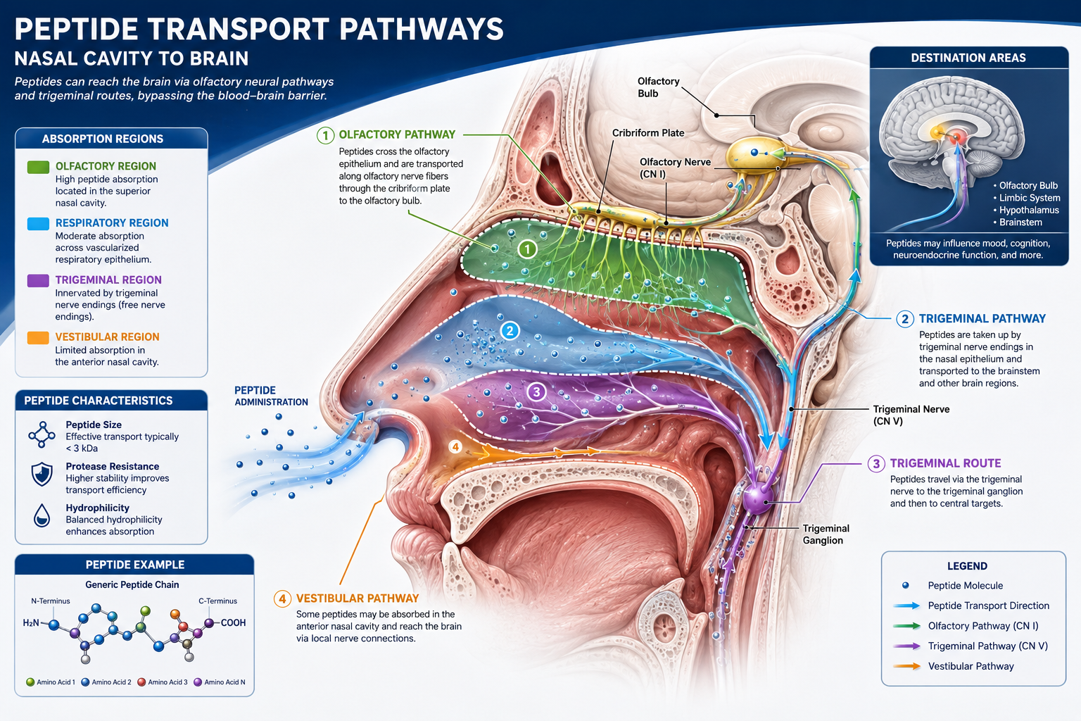 How Intranasal Delivery Works for These Peptides