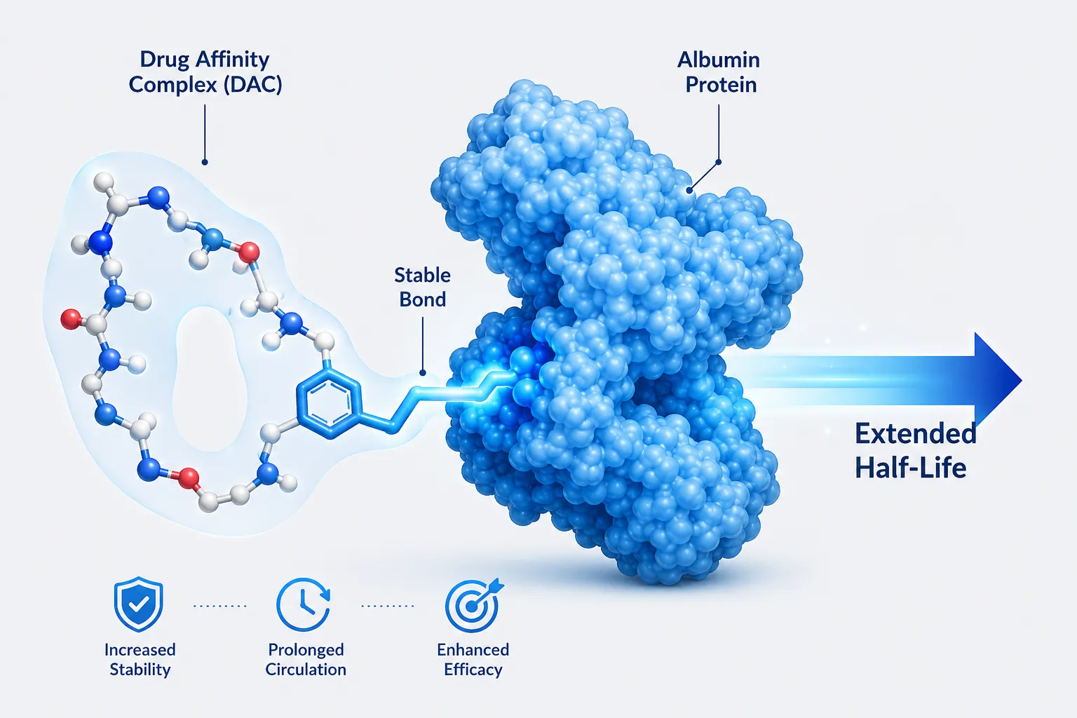 Editorial () infographic-style illustration showing a molecular diagram of the Drug Affinity Complex (DAC) modification
