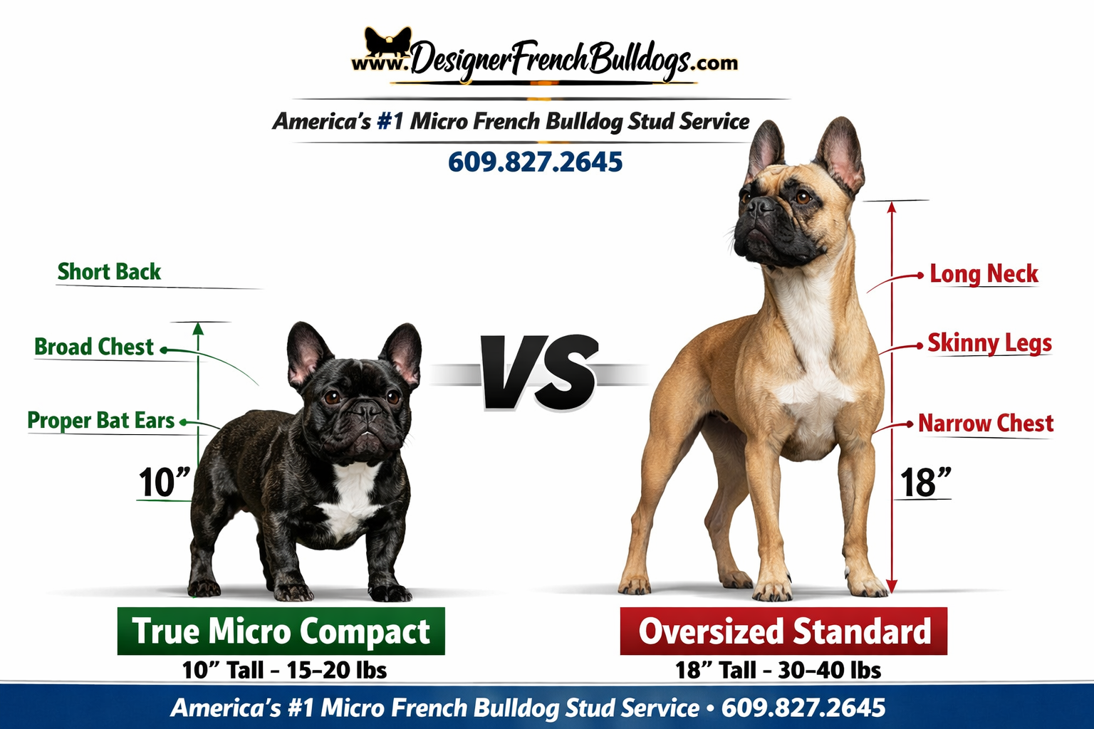 Detailed () infographic-style image showing a side-by-side size comparison chart of two French Bulldogs: a true micro