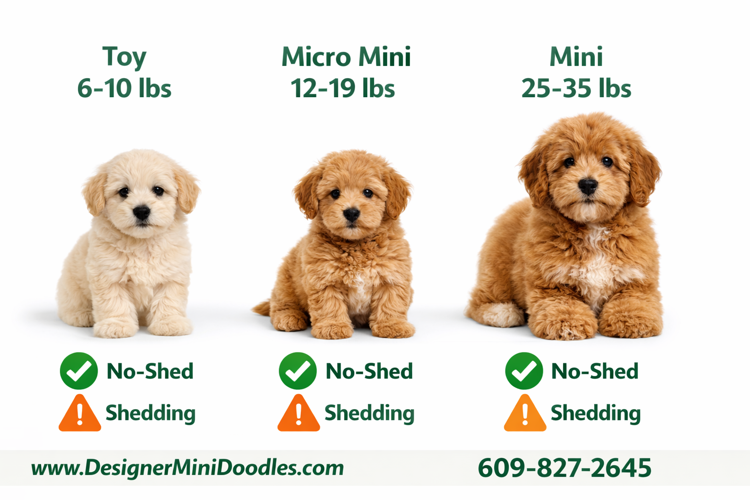 () infographic-style image showing three mini goldendoodle puppies of different sizes side by side labeled 'Toy 6-10 lbs',