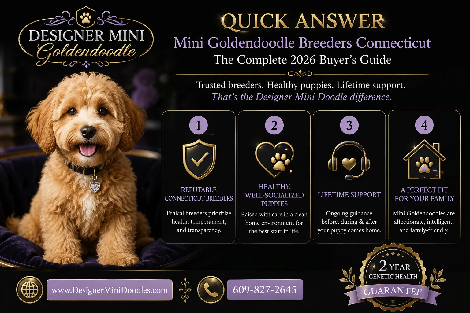 mini goldendoodle breeders Connecticut