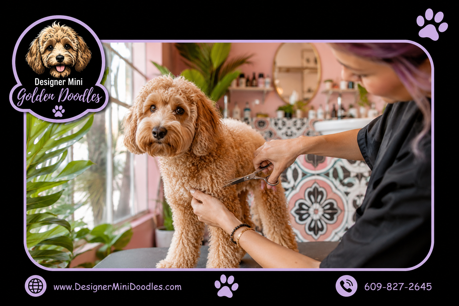 mini golden doodle Miami