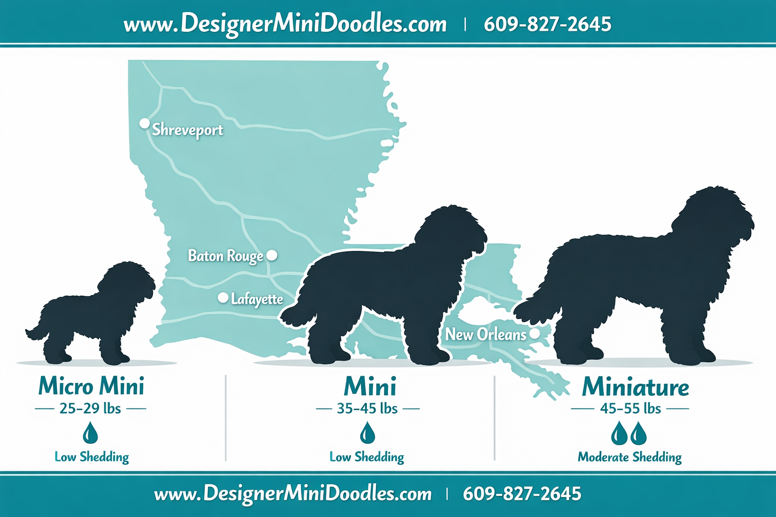 Detailed () interactive-style size comparison chart showing three miniature bernedoodle sizes side by side: Micro Mini