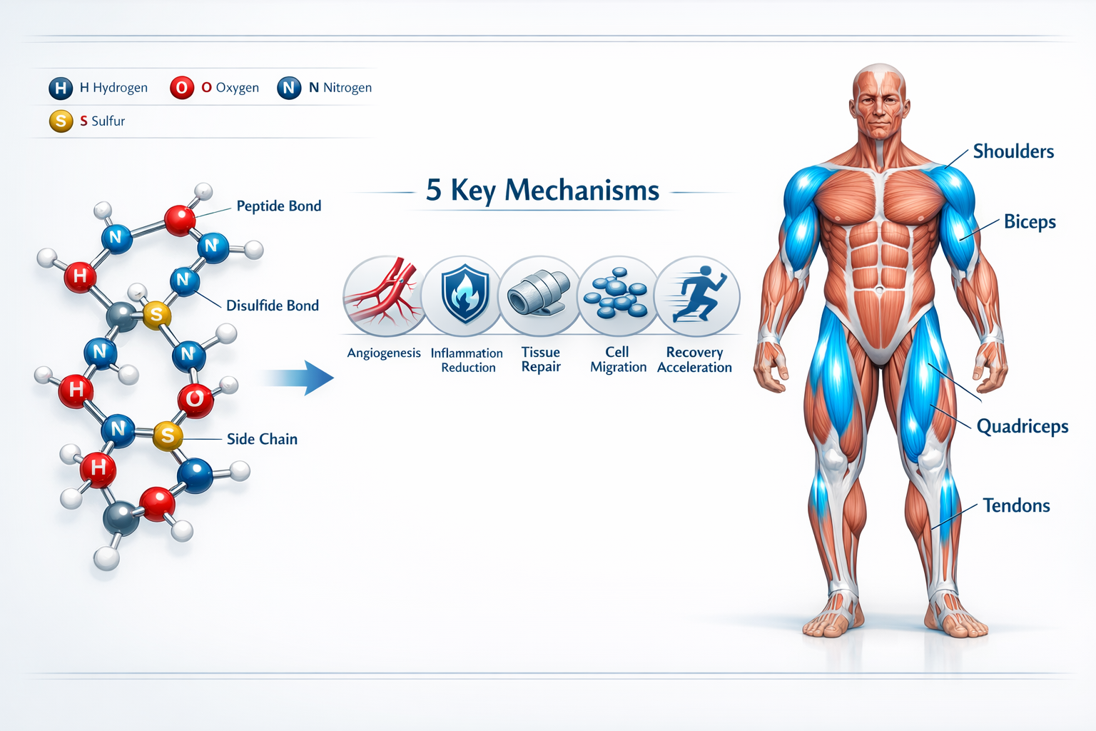 Detailed infographic illustration (1536x1024) showing TB-500 peptide molecular structure on left side with labeled atoms and bonds, connecte