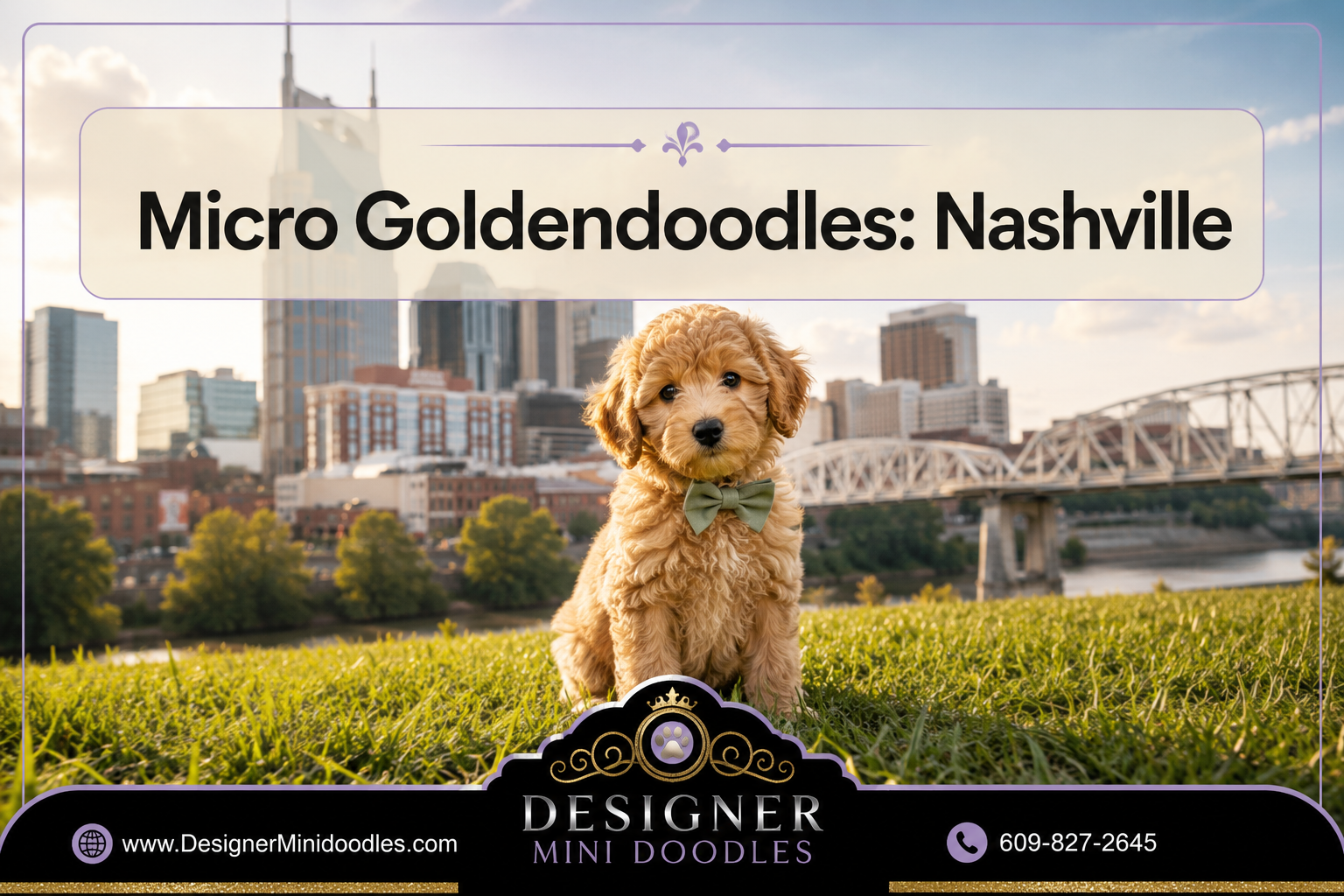 micro golden doodle for sale Nashville Tennessee