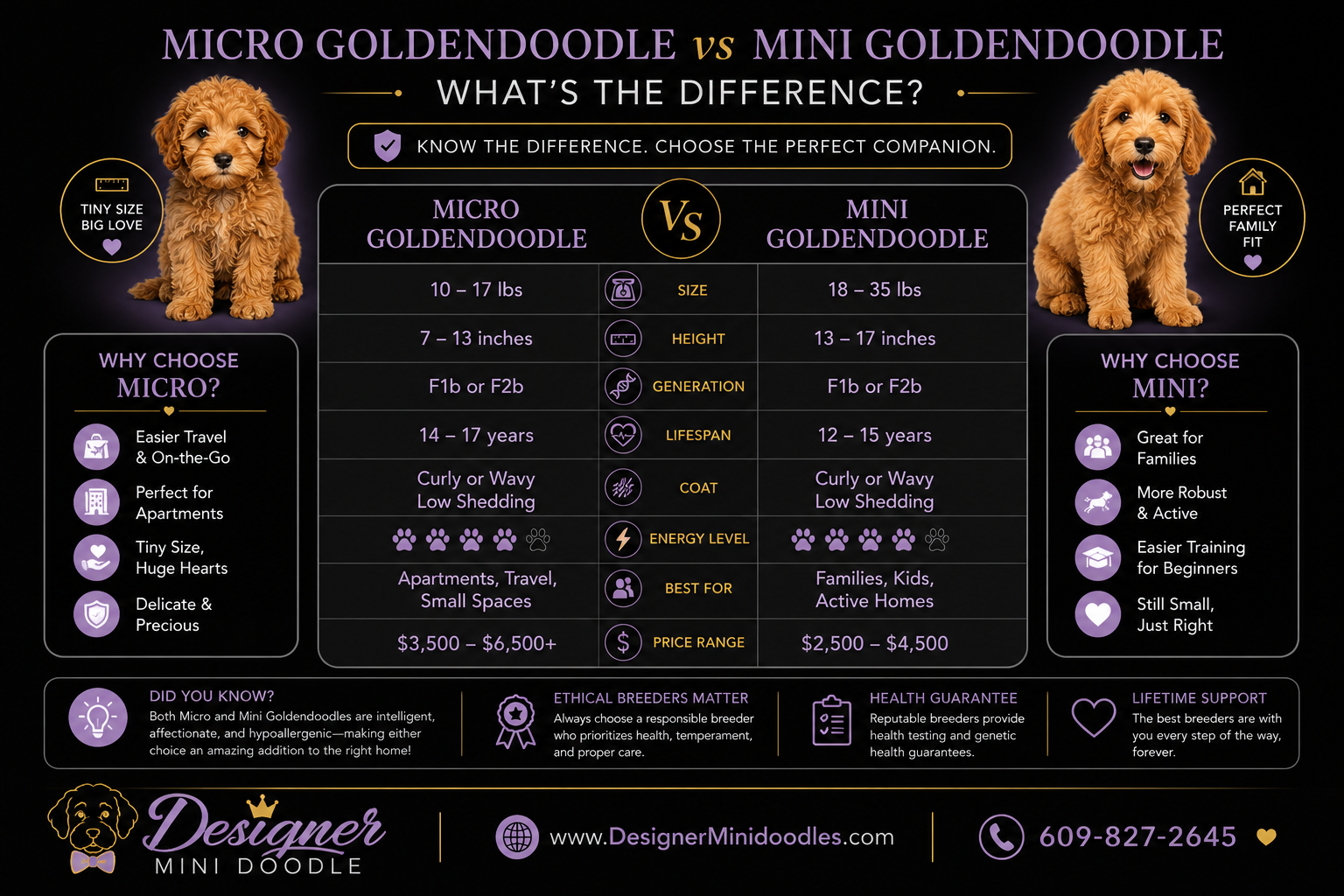 How Much Does a Micro Goldendoodle Cost in Nashville?