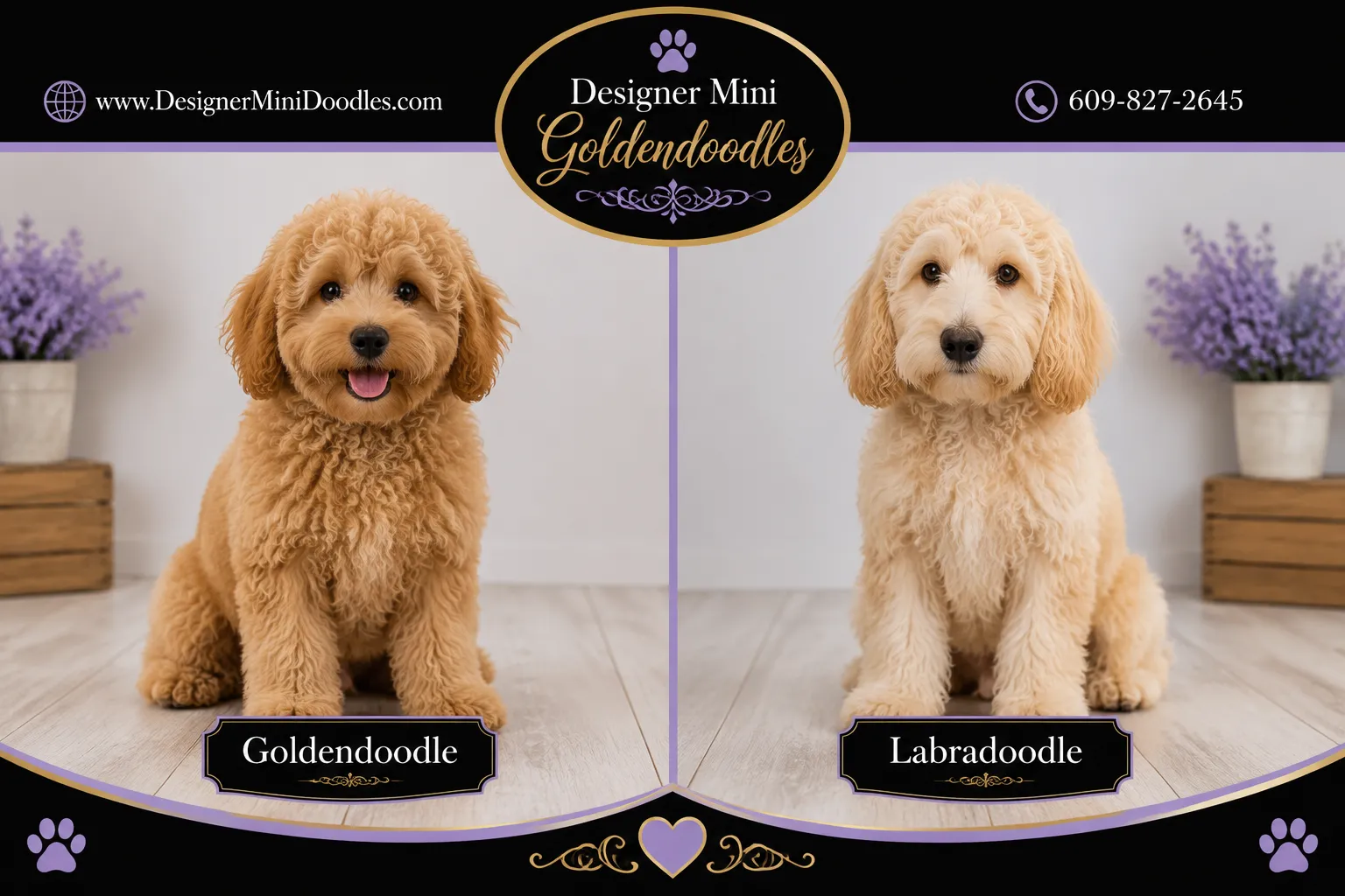mini goldendoodles nearby