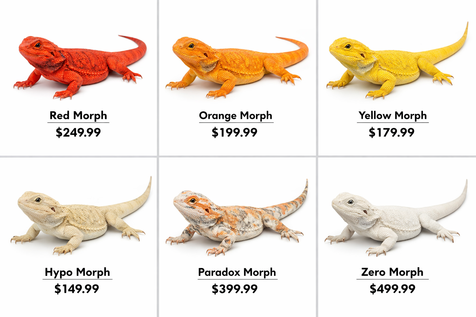 Landscape format (1536x1024) image displaying various bearded dragon color morphs arranged in grid format - red, orange, yellow, hypo, parad