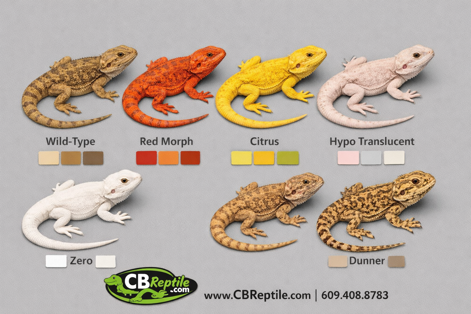 () editorial illustration showing a side-by-side comparison panel of six bearded dragon color morphs — standard wild-type