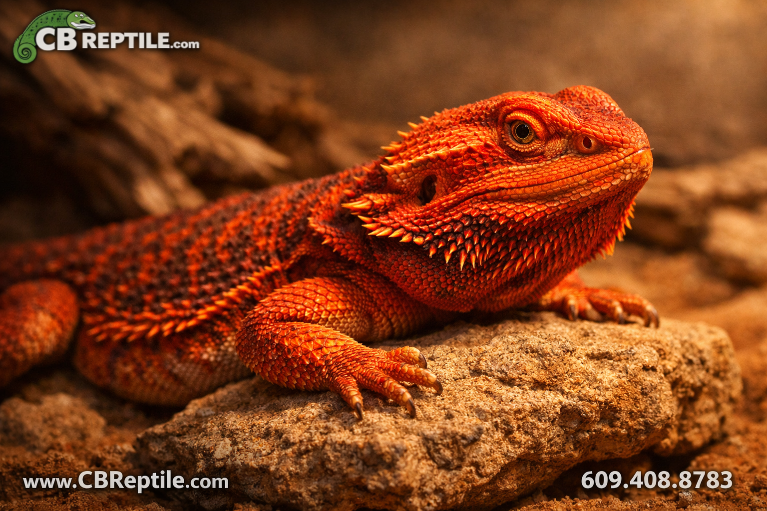 () close-up macro photography of a vivid red bearded dragon morph resting on rough sandstone rock, scales illuminated by