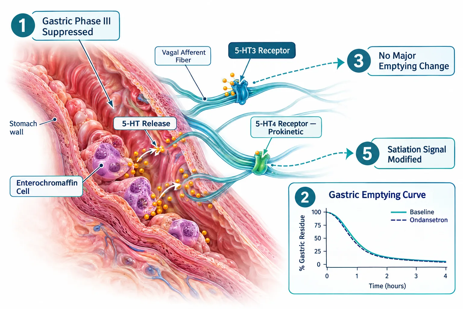 How 5-HT3 Receptor Selectivity Creates Separated Endpoints