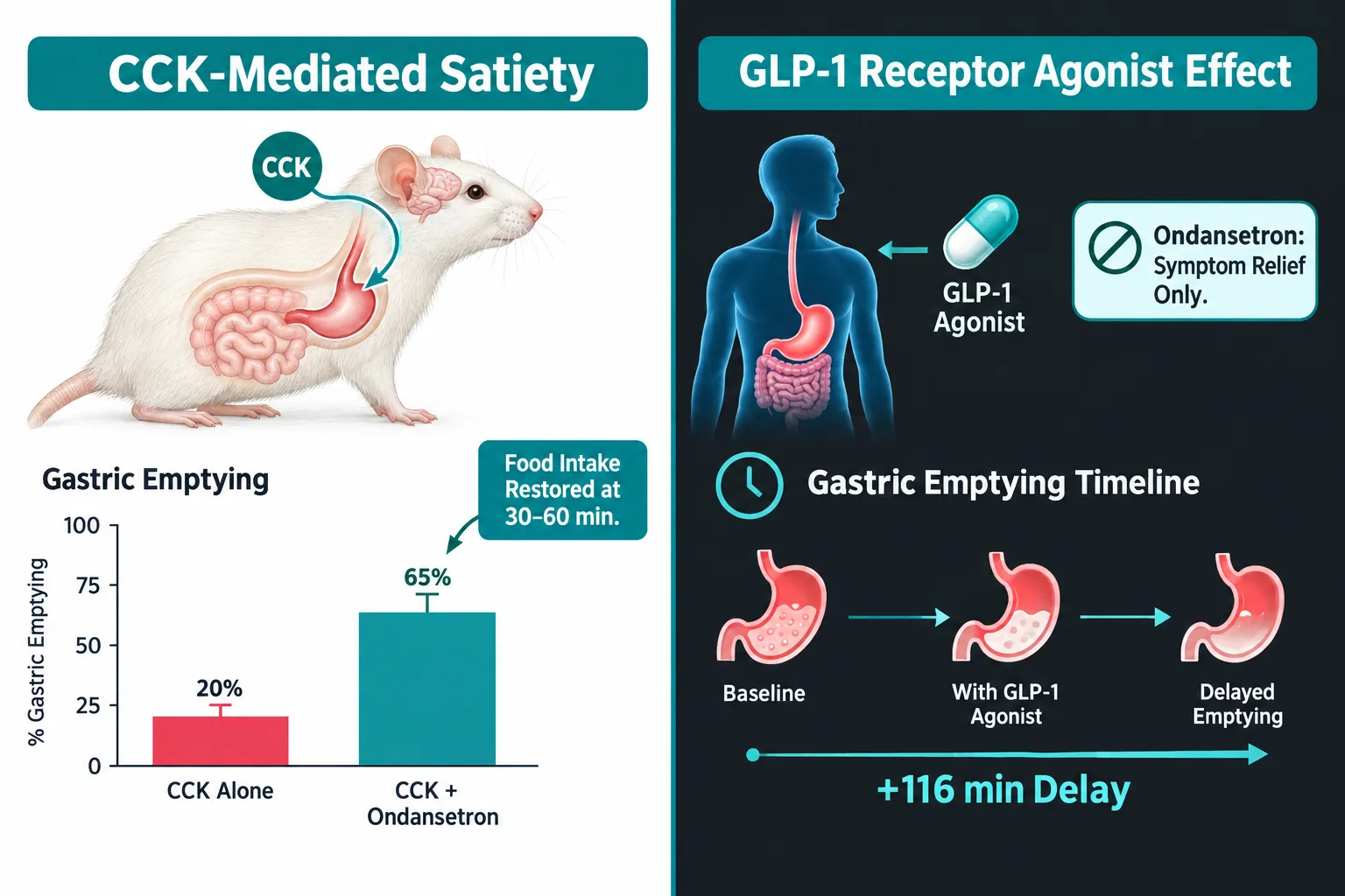 CCK Interactions and the Preclinical Case for Serotonin-Receptor Controls for Gastric Emptying, Intake, and GLP-Class Peptide