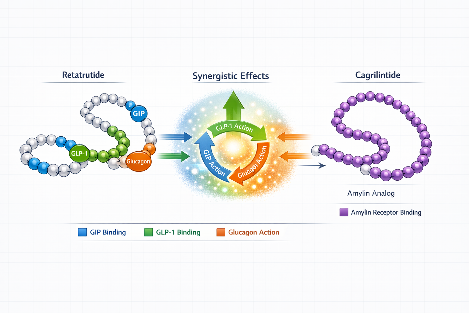 Detailed scientific illustration showing molecular structure comparison between Retatrutide and Cagrilintide peptides in landscape format (1