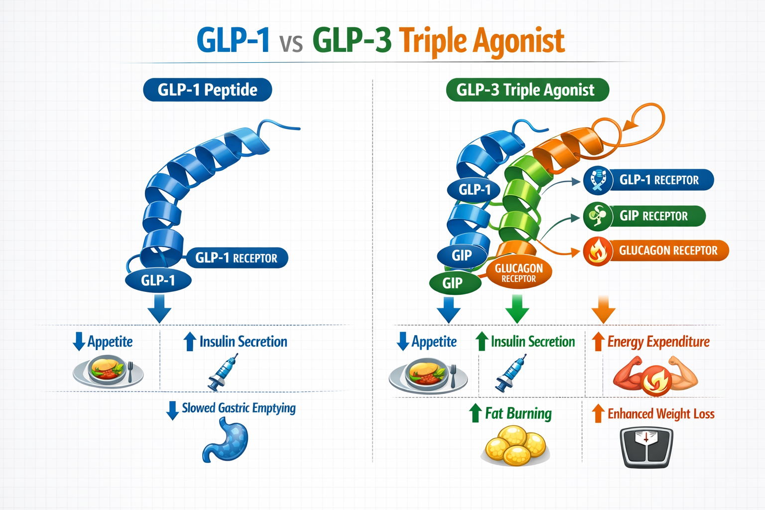 Detailed landscape format (1536x1024) scientific comparison infographic showing GLP-1 peptide structure on left versus GLP-3 triple agonist 