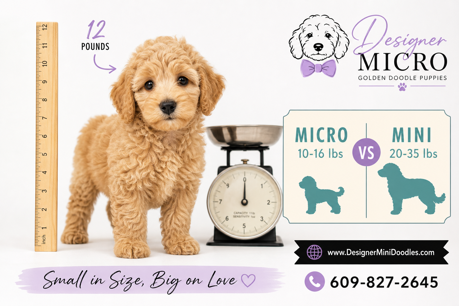 micro golden doodle breeders Tampa