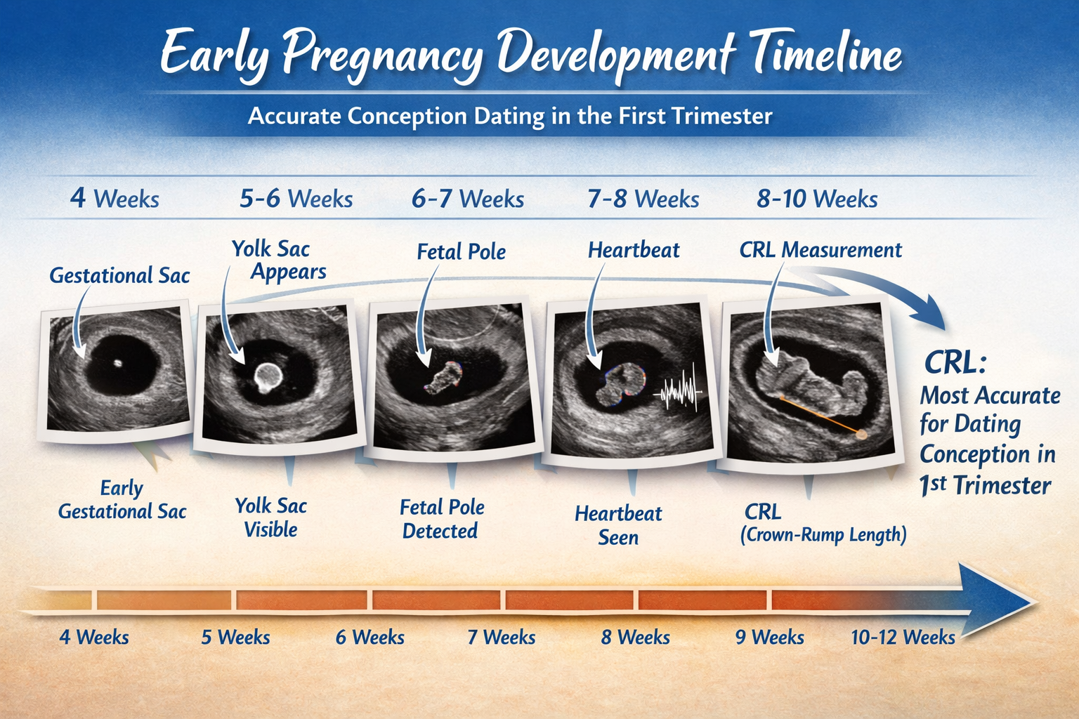 Detailed () image showing a timeline infographic from conception through different stages of early pregnancy, with distinct