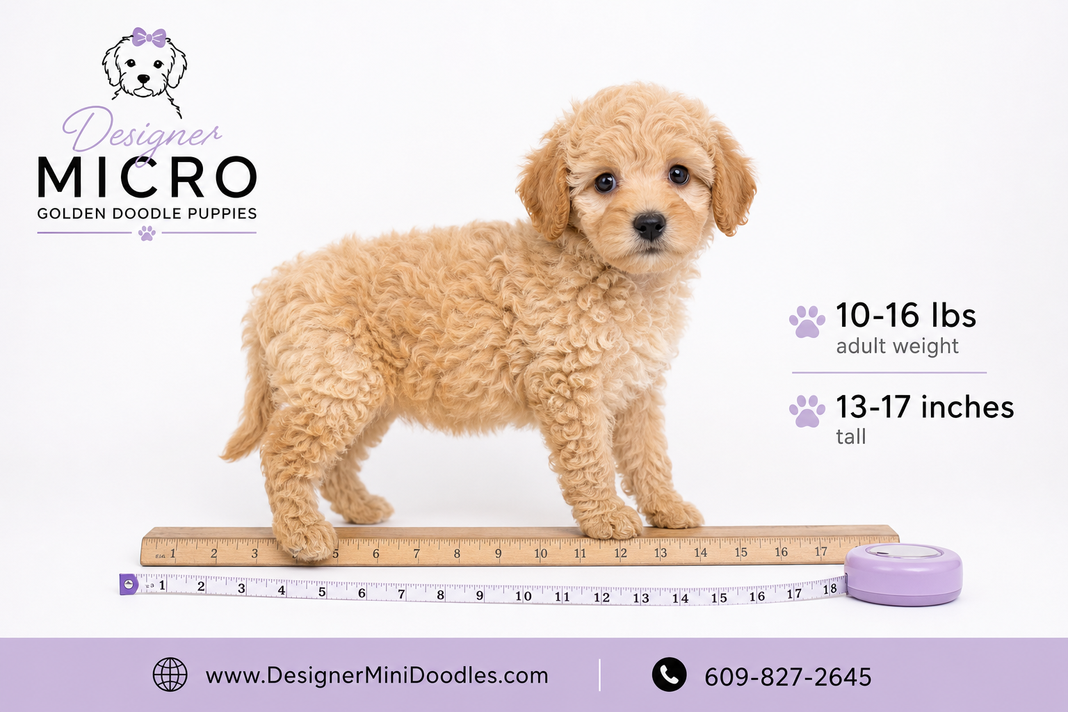 micro golden doodle puppies Dallas