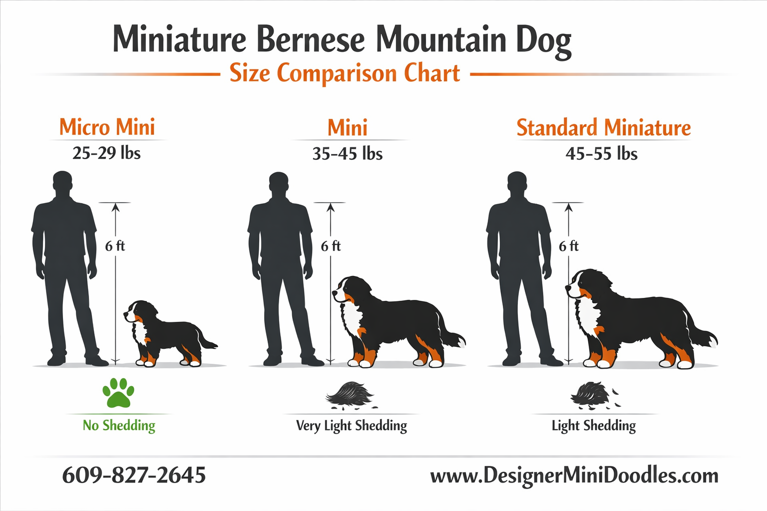 Miniature Bernese Mountain Dog puppies Miami
