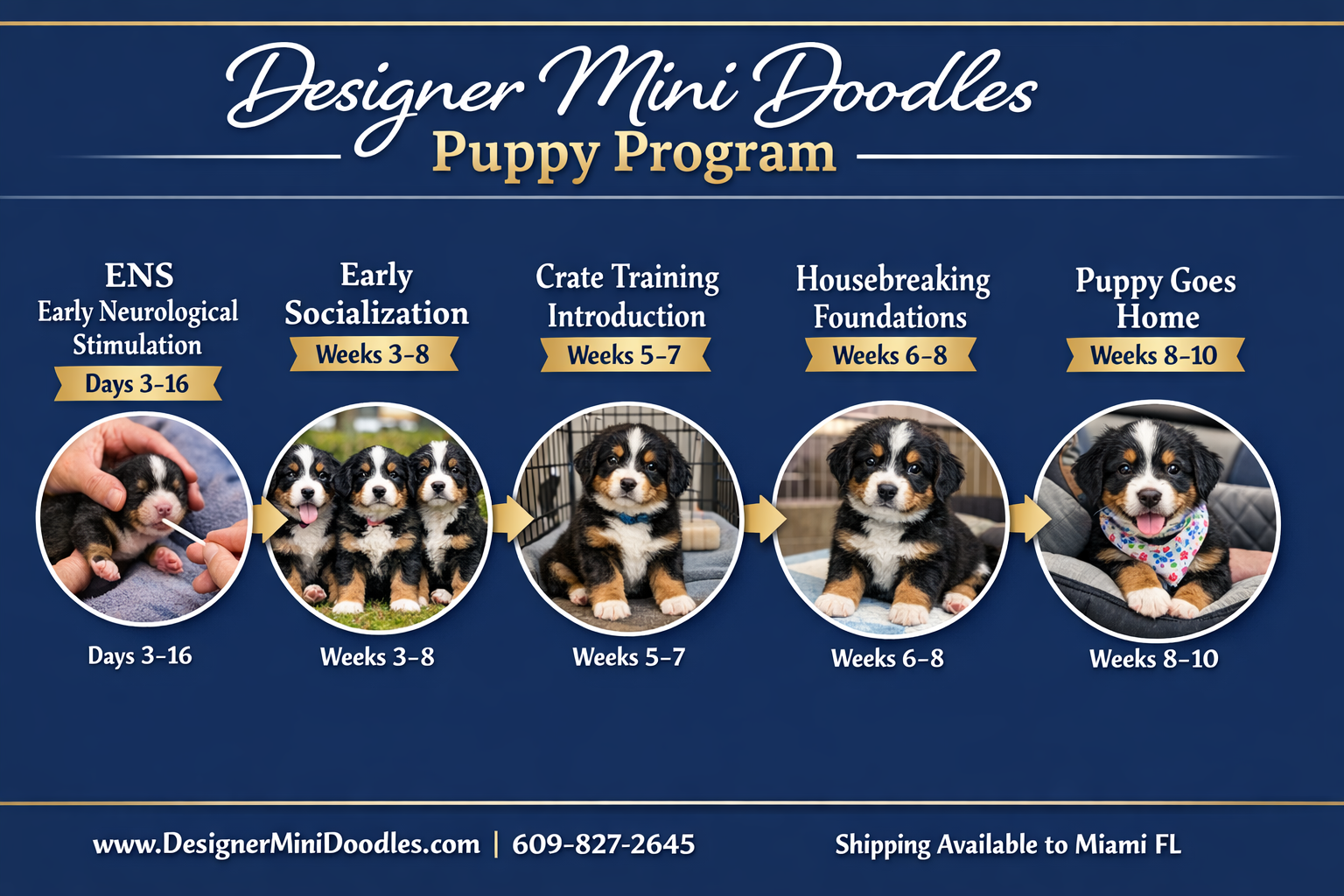 Miniature Bernese Mountain Dog puppies Miami
