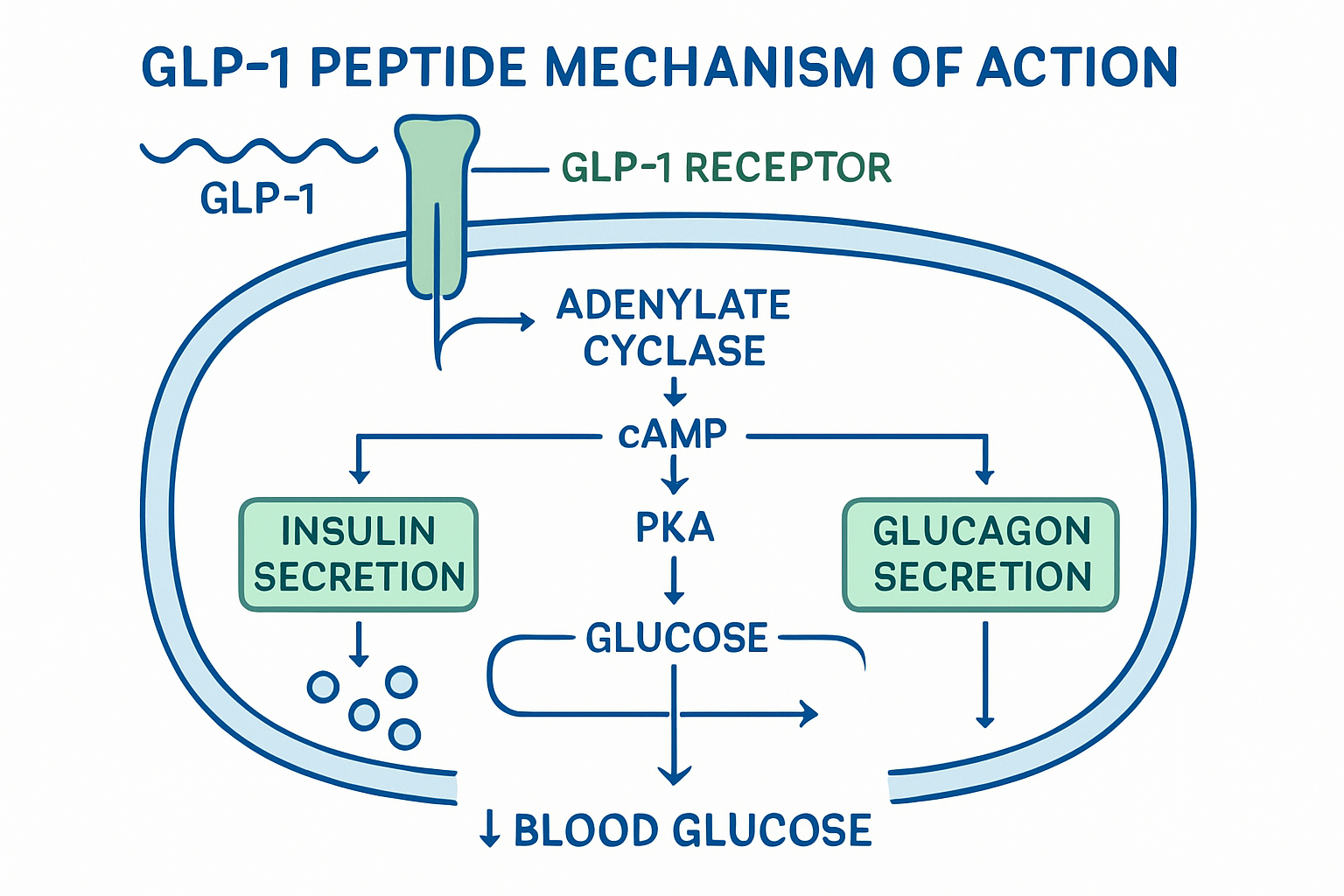 Research data visualization showing GLP3 peptide mechanism of action with cellular pathways, receptor interactions illustrated as flowchart,