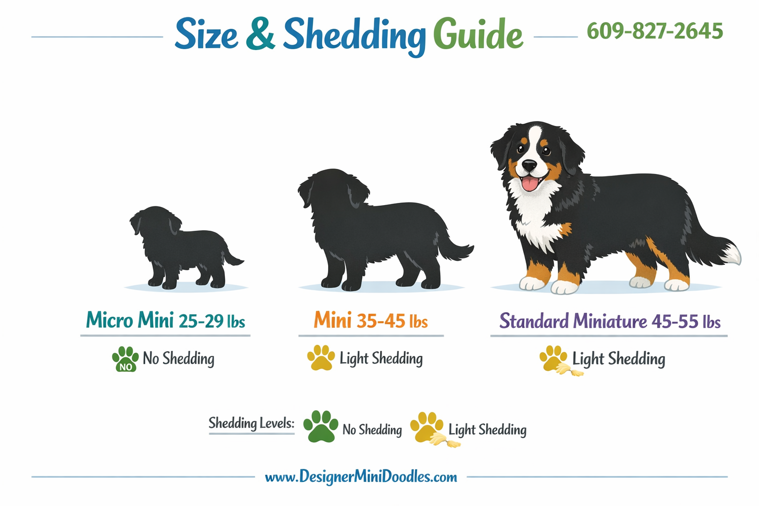 Miniature Bernese Mountain Dog puppies
