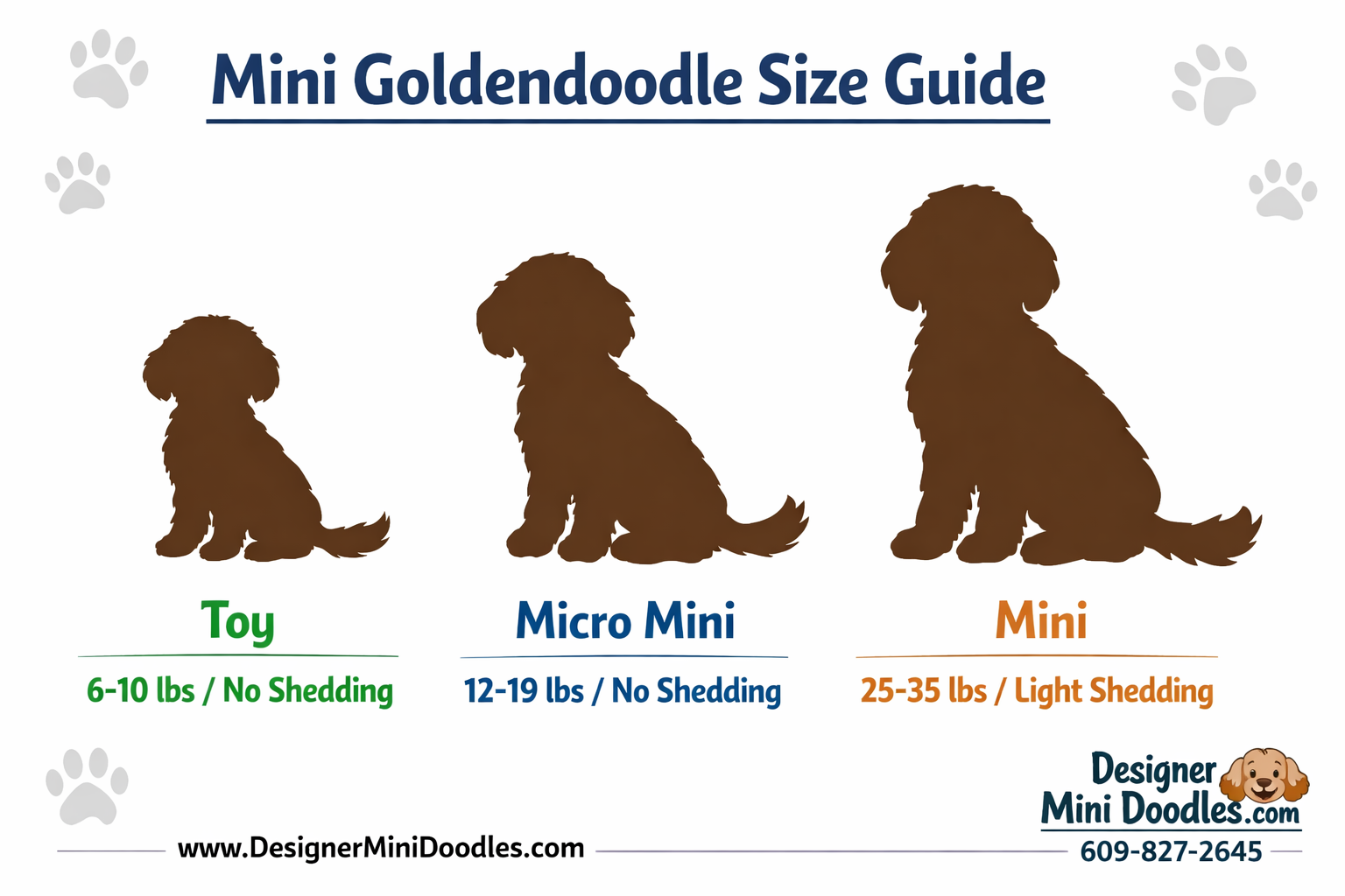 mini goldendoodle size guide