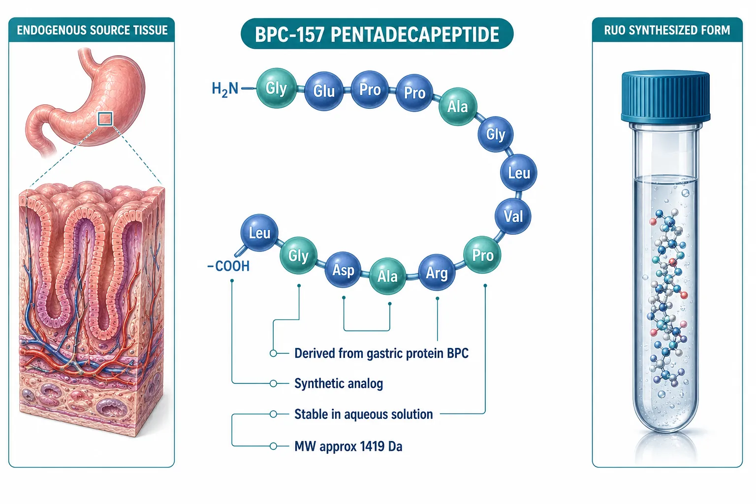 What BPC-157 Actually Is
