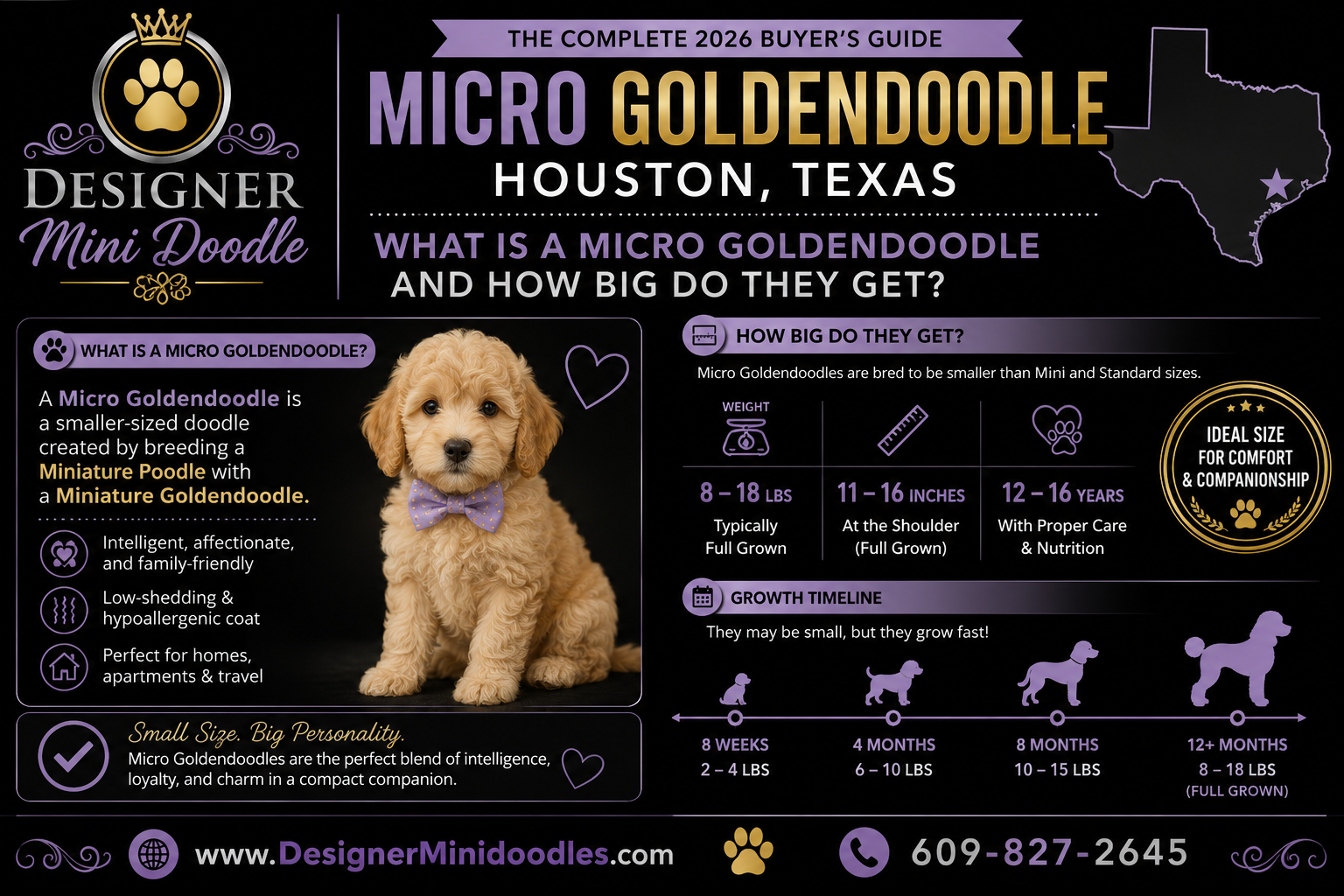 Is a Micro Goldendoodle Right for Me?